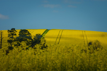 canola fields