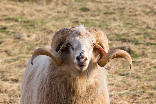 Aries - Ram - Male long-tailed sheep - Animal Portrait