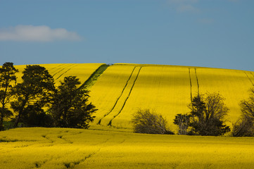 canola fields