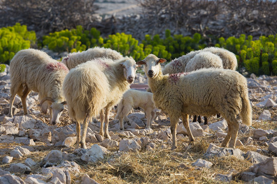 Flock Of Sheep on pasture - long-tailed sheep, island Pag, Croatia
