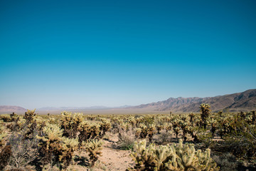 Cholla cacti in Joshua Tree national park on a clear day. Cholla cactus in California - Joshua tree...