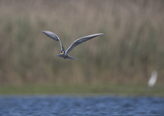 the river tern