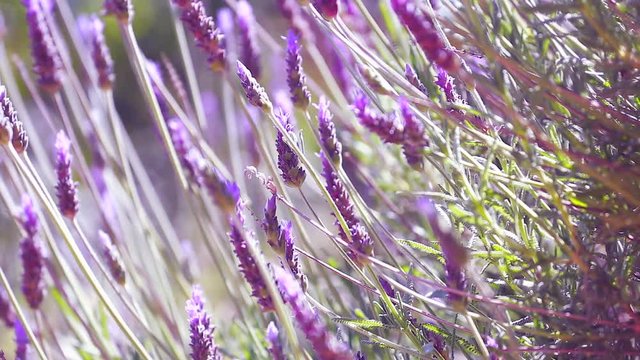 Close Up Beautiful Blooming Lavender Flowers Swaying In The Wind - Video HD
