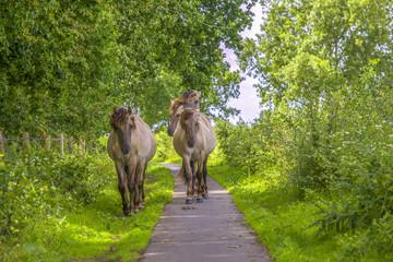 Konik horses on a bike path © Patricia
