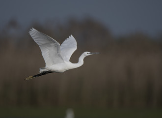 Great egret flying