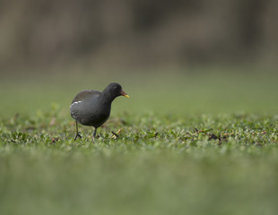 portrait of Common Moorhen 