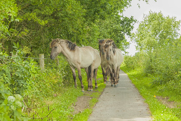 Konik horses