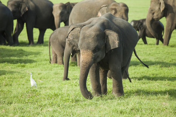 A young elephant in a herd