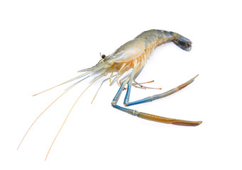 raw prawns,shrimps isolated on white background