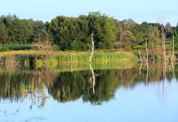Evening summer lake landscape.