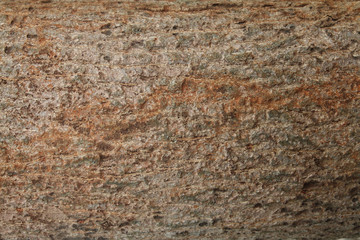 Bark tree texture