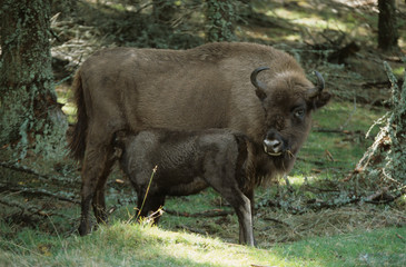 Bison d'europe / bison bonassus
