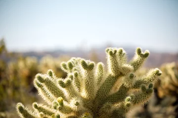  Cholla cactus in Joshua Tree national park on a clear day. Cholla cactus in California - Joshua tree adventures.  © veeterzy