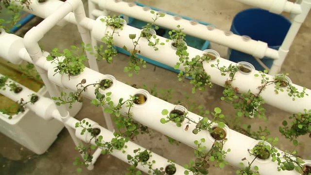 Hydroponic vegetable is planted in a garden