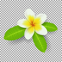 White and yellow plumeria flower isolated on transparent backdrop. Vector illustration of tropical summer flower.