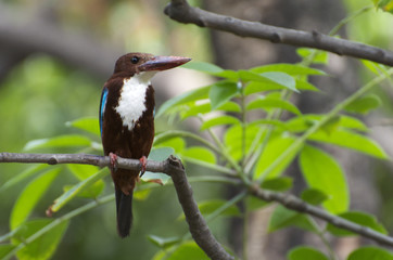 Fototapeta premium Kingfisher sitting on a brunch of a tree