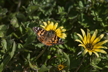 butterfly