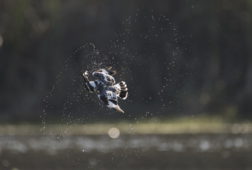 Splashing