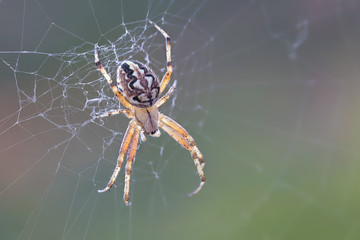 A beautiful spider