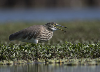 Indian pond heron hunting