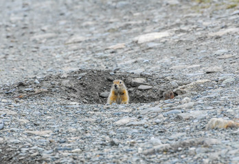 Squirrel - arctic in Alaska peeping out of his hole and looking at you
