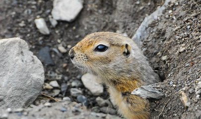 Naklejka na ściany i meble Arctic squirrel face close-up in Alaska