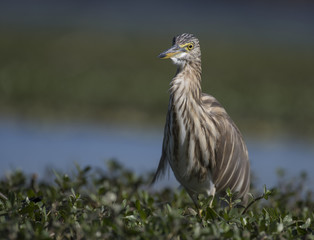 Indian pond heron