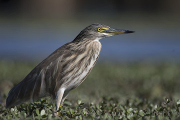 Indian pond heron
