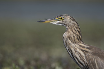 Indian pond heron