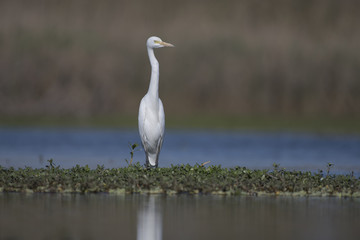 Egret chest profile