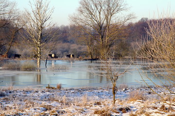 Cattle at the frozen lake in February
