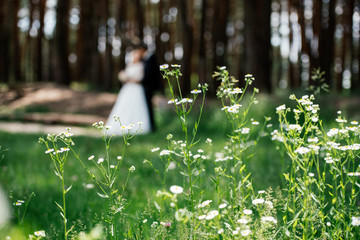 Beautiful white wildflowers in the forest with the bride and groom on the background in blur. Fresh wildflowers spring or summer design
