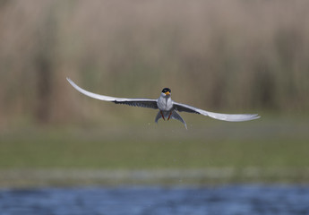 The beauty in flight (river tern)