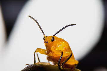 red cucurbit leaf beetle close up