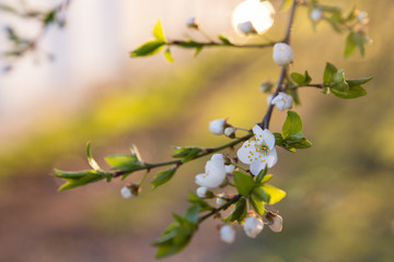 Beautiful white blossom of cherry tree in spring
