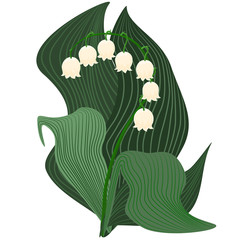 Stylized lily of the valley illustration. White and light beige colored bell flowers with covering green leaves isolated on white background vector.