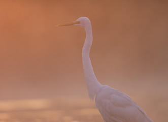 Portrait of egret at sunrise in misty morning