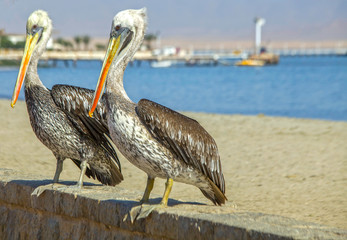 Two Peruvian pelicans
