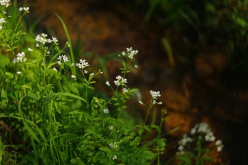 Fototapeta premium white flowers
