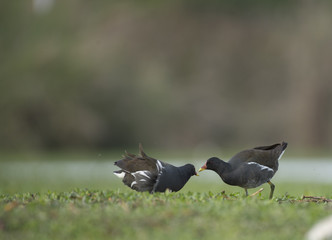 pair of Common moorhen