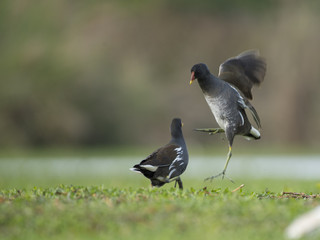 Fight of Birds