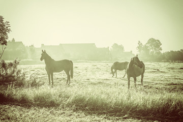 Horses on a foggy meadow