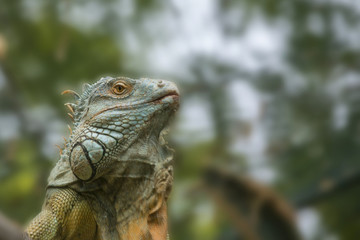 Iguana in a tree