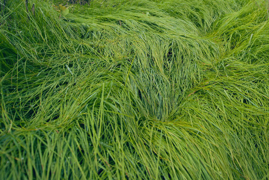 Texture of a high juicy grass