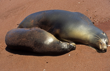 Otarie des Galapagos / Zalophus wollebaeki