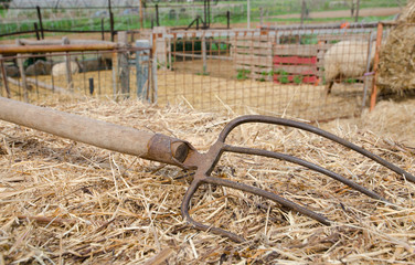 Pitchfork on a bale of hay in front of the enclosures for sheep and goats.