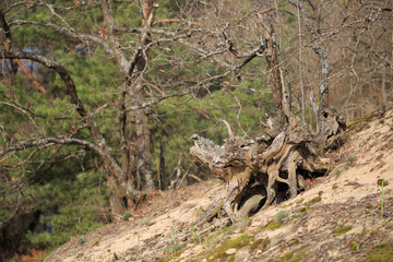 Big tree trunk pine in the woods