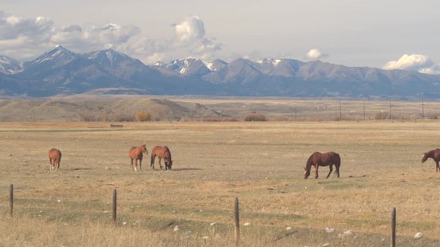CLOSE UP: Stunning brown horses pasturing on a dry meadow field under the snowy Rocky Mountains in picturesque Montana. Herd of domestic horses grazing on short grass on remote farmland in wilderness