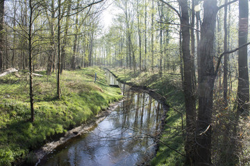 Fluss Wald