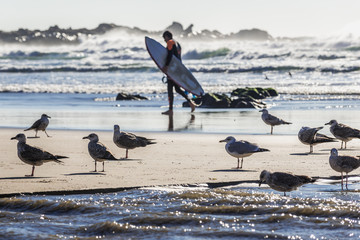 Mews flock on the Atlantic Ocean beach in Porto, Portugal © Fotokon